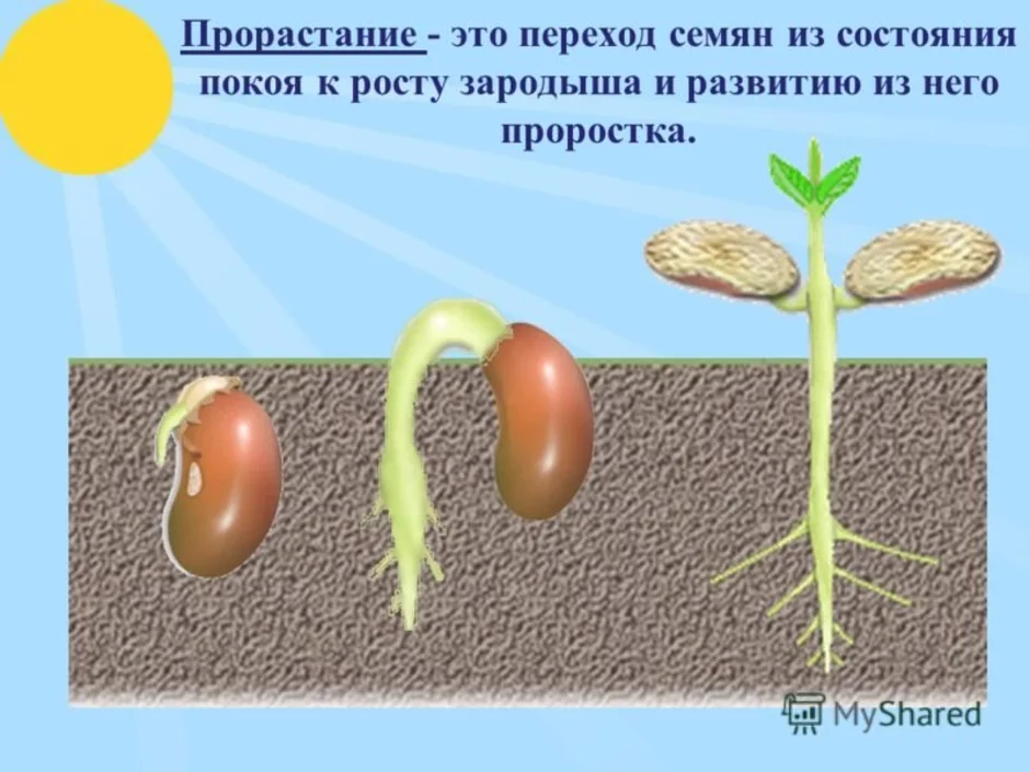 Биология 6 класс презентация по теме прорастание семян