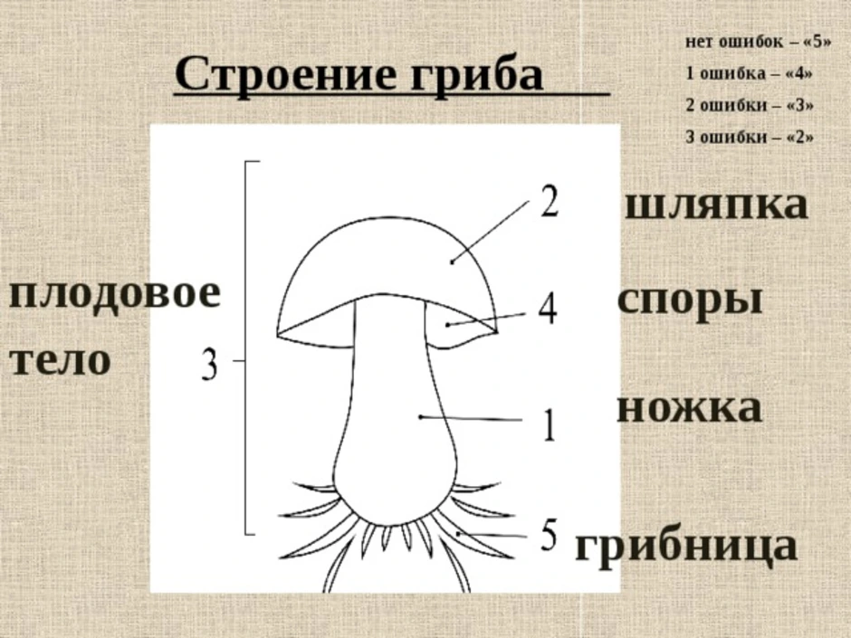 Биология 5 класс рисунок 58