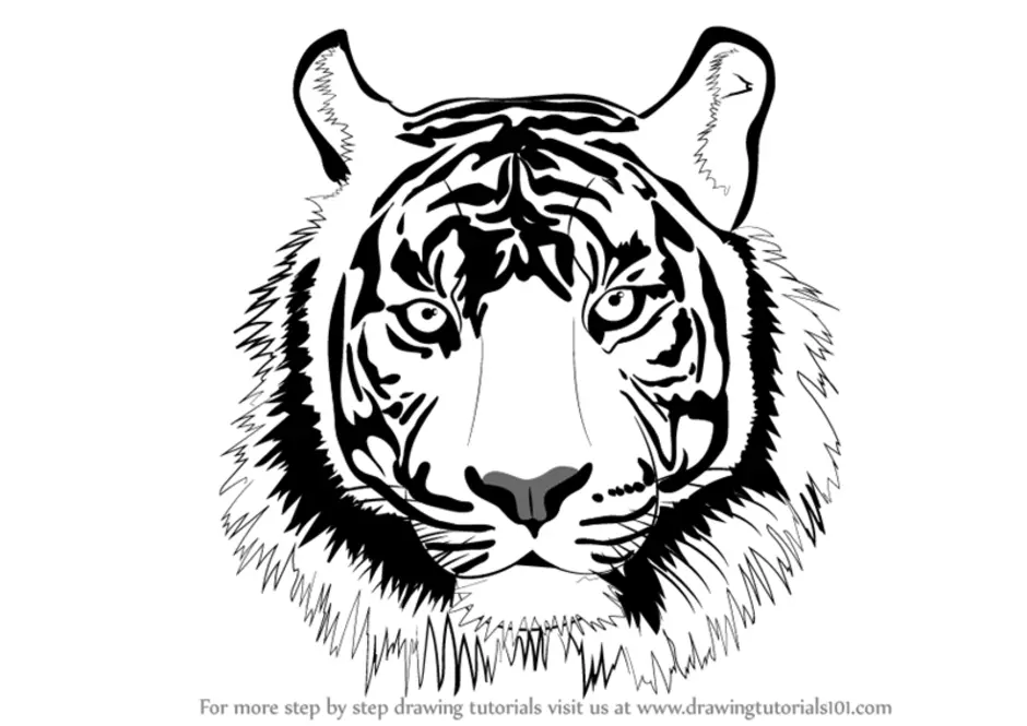 Tigre dibujo cara