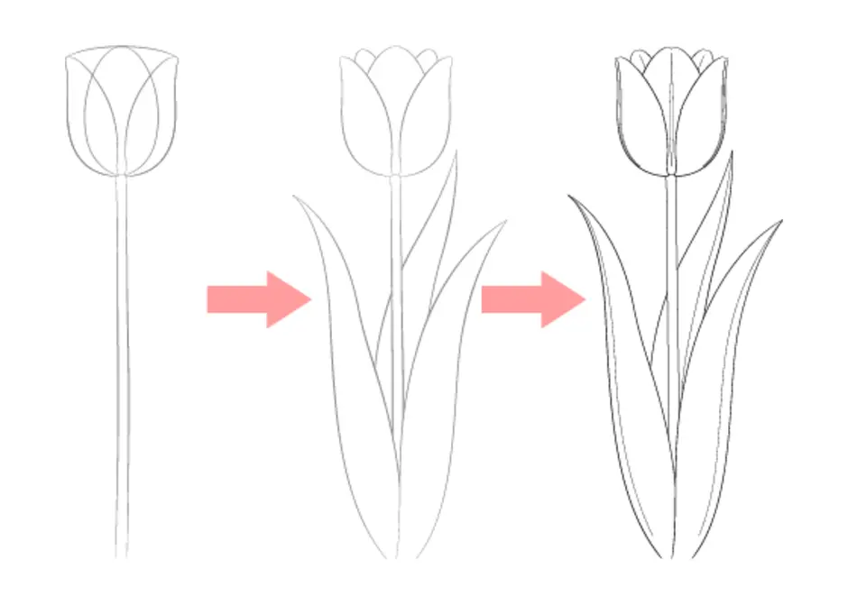 Тюльпан пошагово рисунок