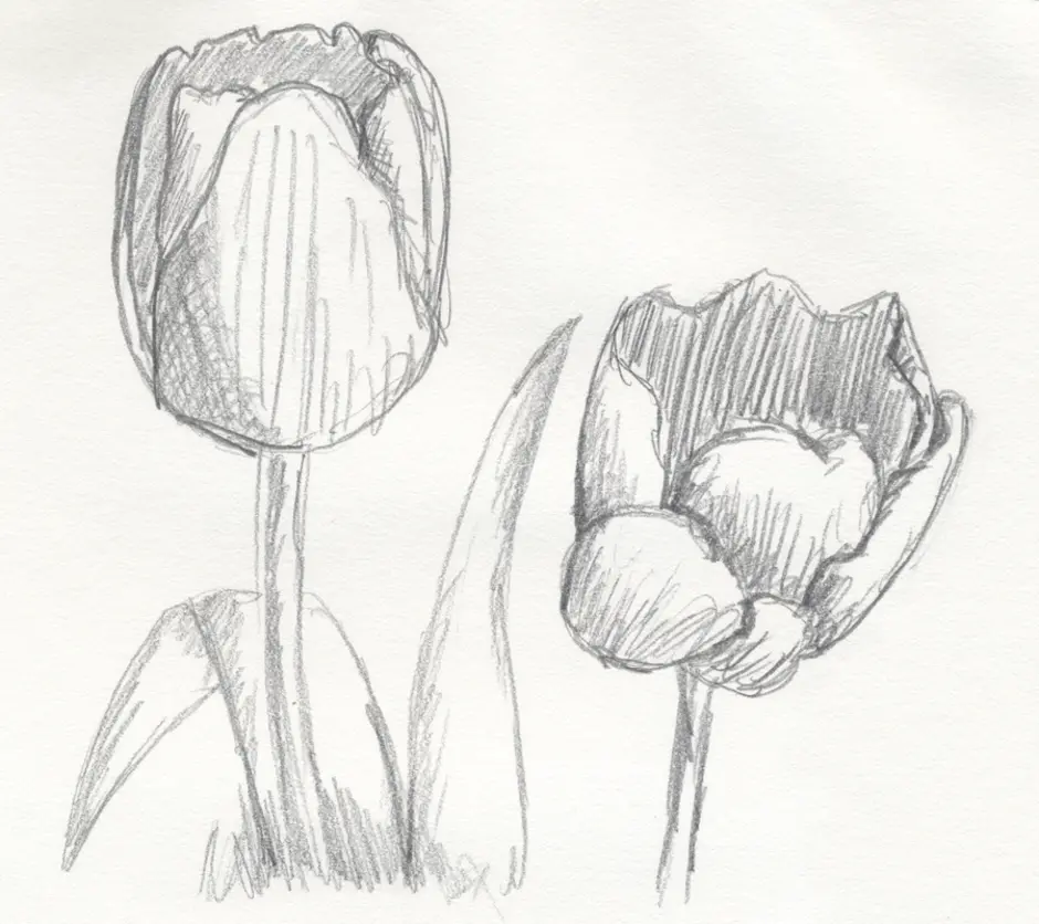 Нарисовать рисунок тюльпаны. Тюльпаны карандашом. Тюльпаны рисунок карандашом. Тюльпаны набросок. Тюльпан зарисовка карандашом.