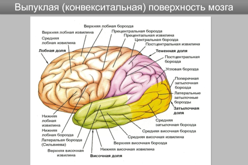 Извилины мозга картинки