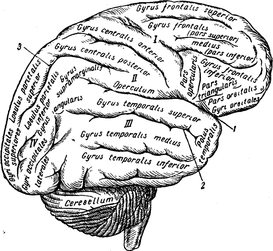 Извилины мозга картинки