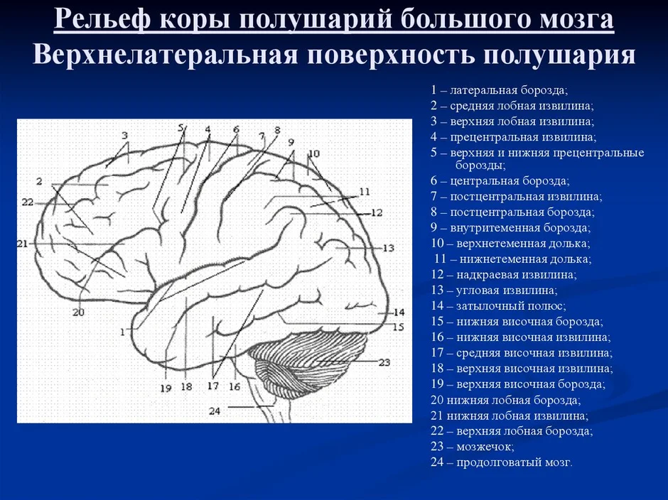 Извилины мозга картинки