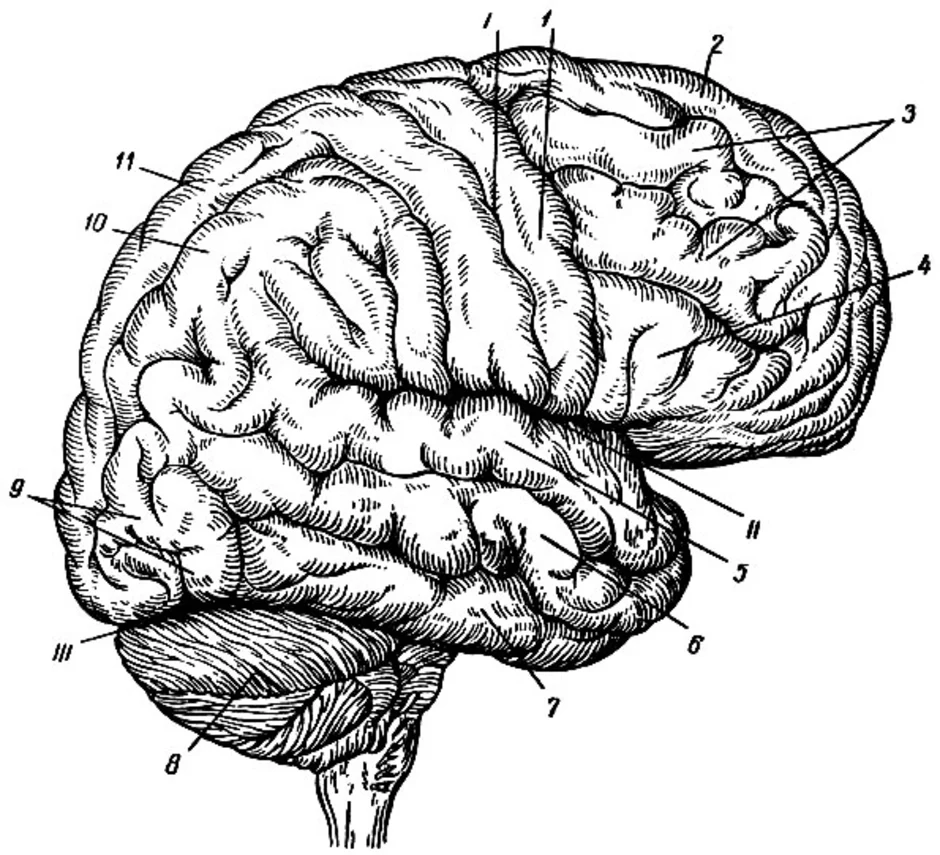 Центральная извилина мозга. Конечный мозг. Полушария головного мозга. Доли, борозды, извилины.. Анатомия коры головного мозга доли борозды извилины. Строение полушарий головного мозга доли борозды извилины. Верхнелатеральная поверхность головного мозга.