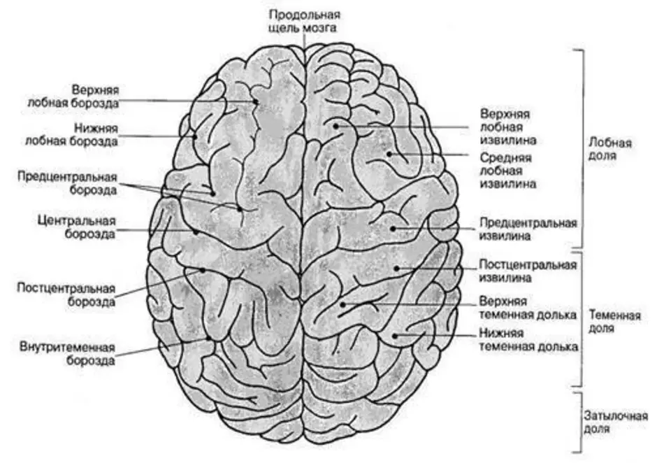 В состав полушарий большого мозга входит. Извилины головном мозге схема. Доли борозды и извилины головного мозга. Отделы доли извилины борозды головного мозга. Борозды головного мозга анатомия.
