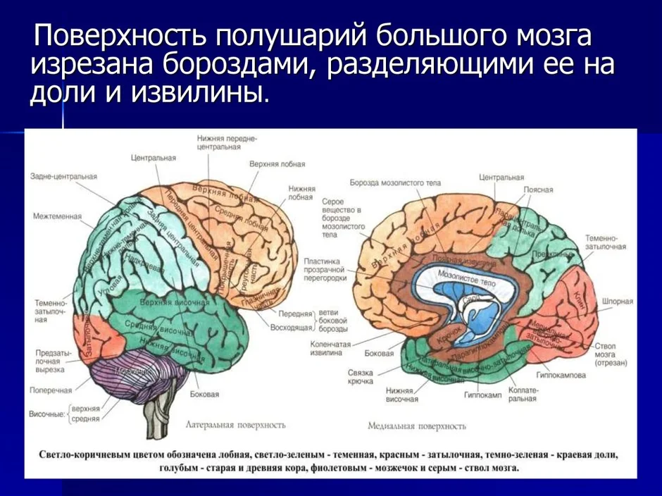 Борозды и извилины коры больших полушарий схема