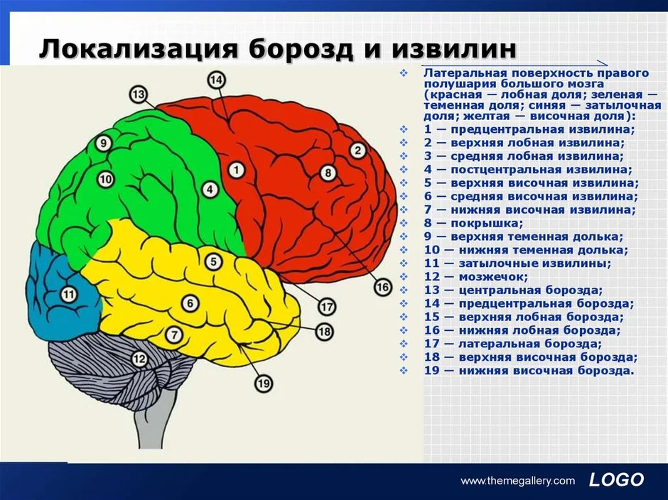 Схема головного мозга человека с зонами