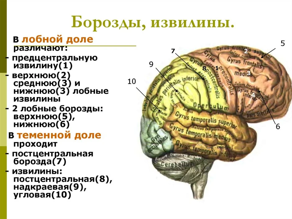 Рисунок мозга с извилинами