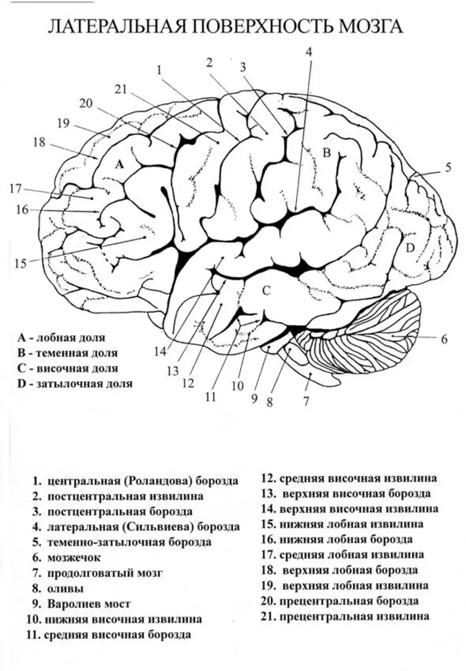 Кора головного мозга рисунок с подписями