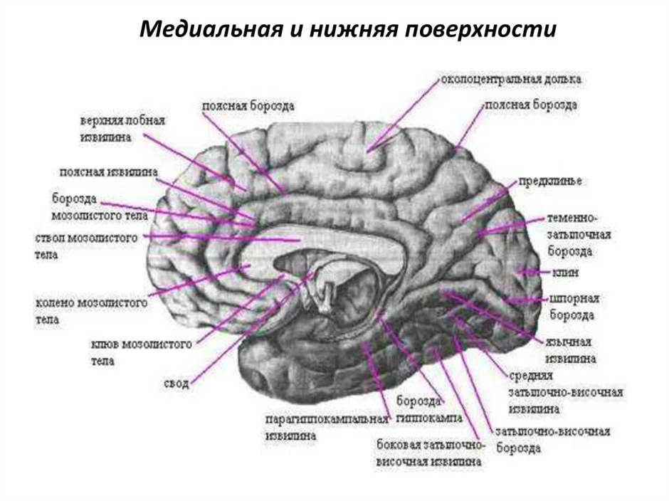 Извилины мозга картинки