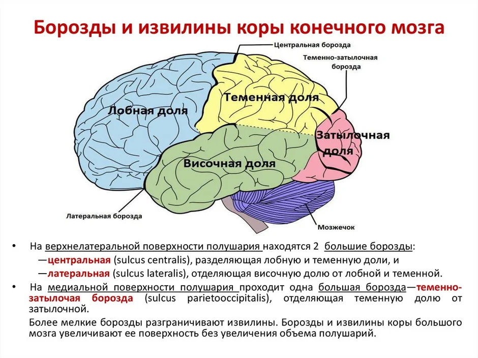 Рассмотрите рисунок с изображением мозга человека какая доля мозга окрашена голубым