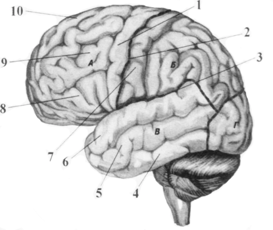 Борозды и извилины мозга человека. Анатомия коры головного мозга доли борозды извилины. Борозды и извилины коры больших полушарий. Поверхность коры больших полушарий извилины. Извилины и борозды головного мозга схема.