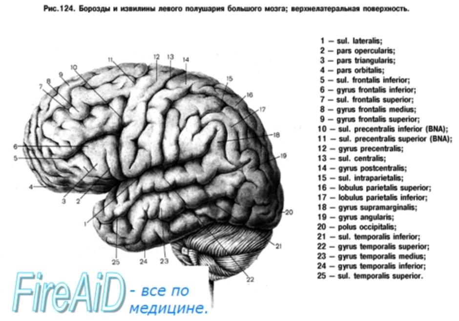 Рисунок мозга с извилинами