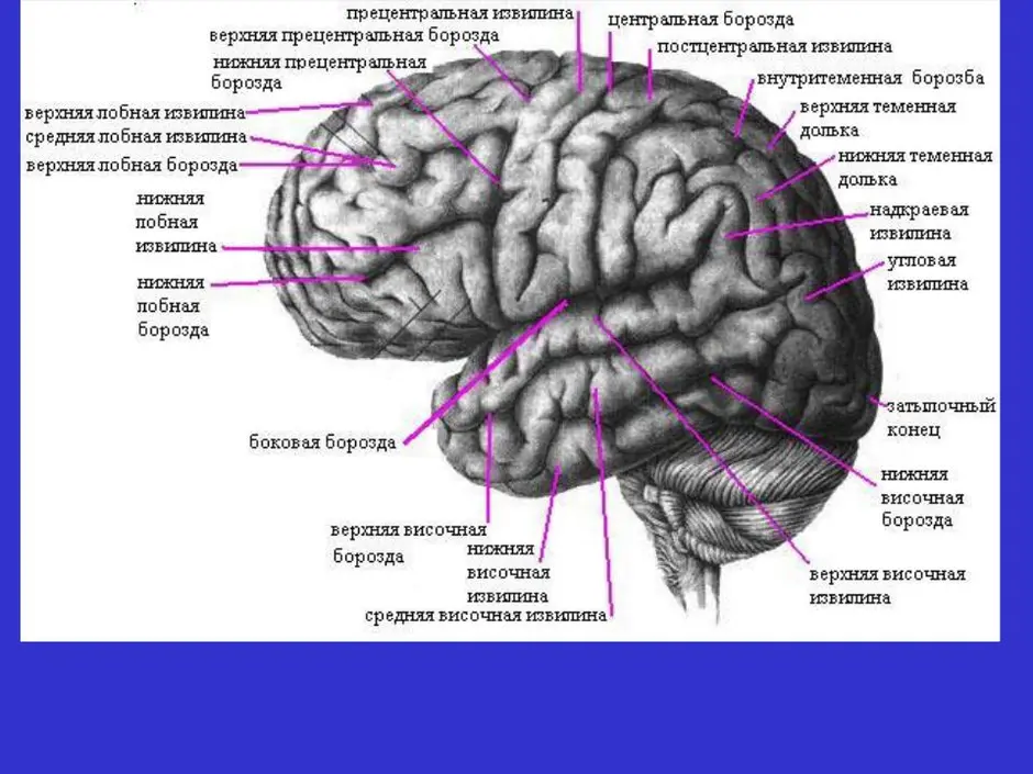 Извилины мозга картинки
