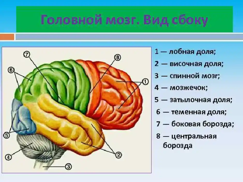 Основные доли мозга