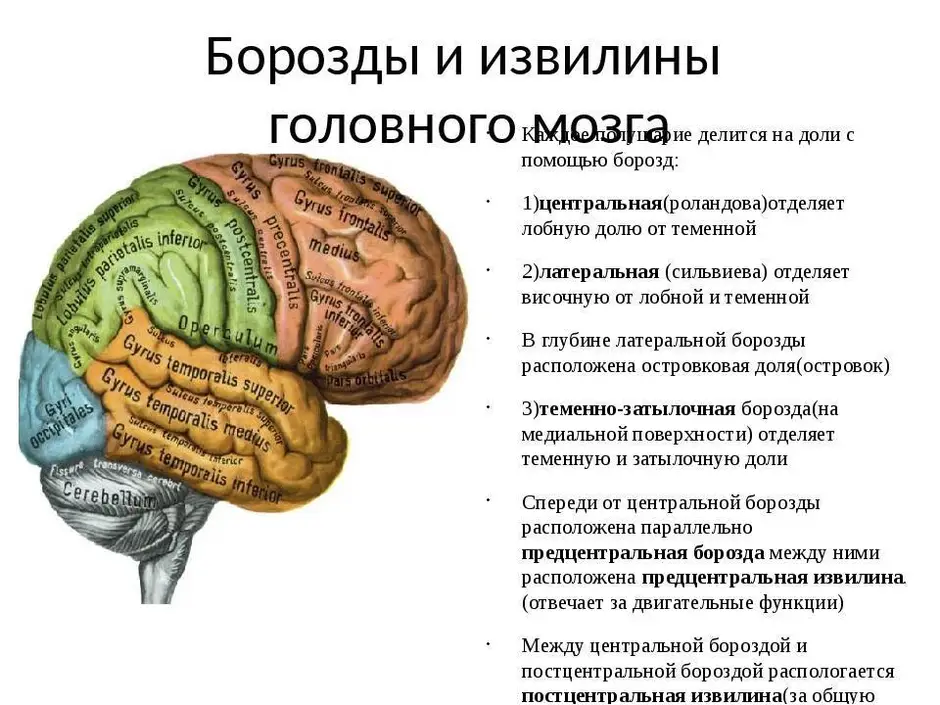 Борозды и извилины коры больших полушарий схема