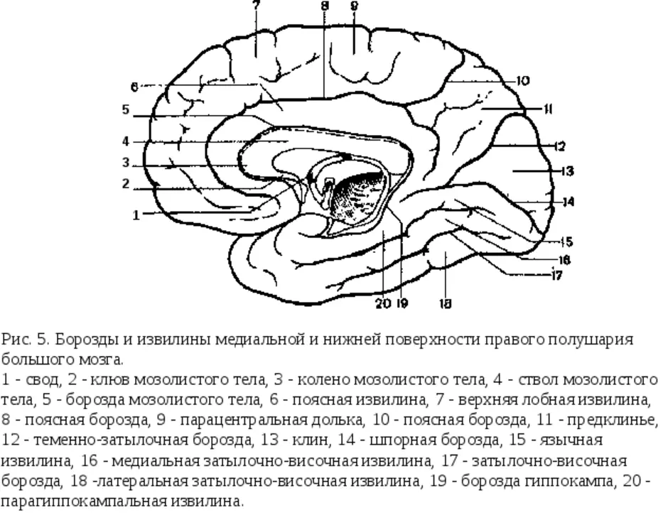 Борозды и извилины мозга человека. Борозды головного мозга схема медиальная. Строение головного мозга доли борозды извилины. Анатомия коры головного мозга доли борозды извилины. Извилины головном мозге схема.