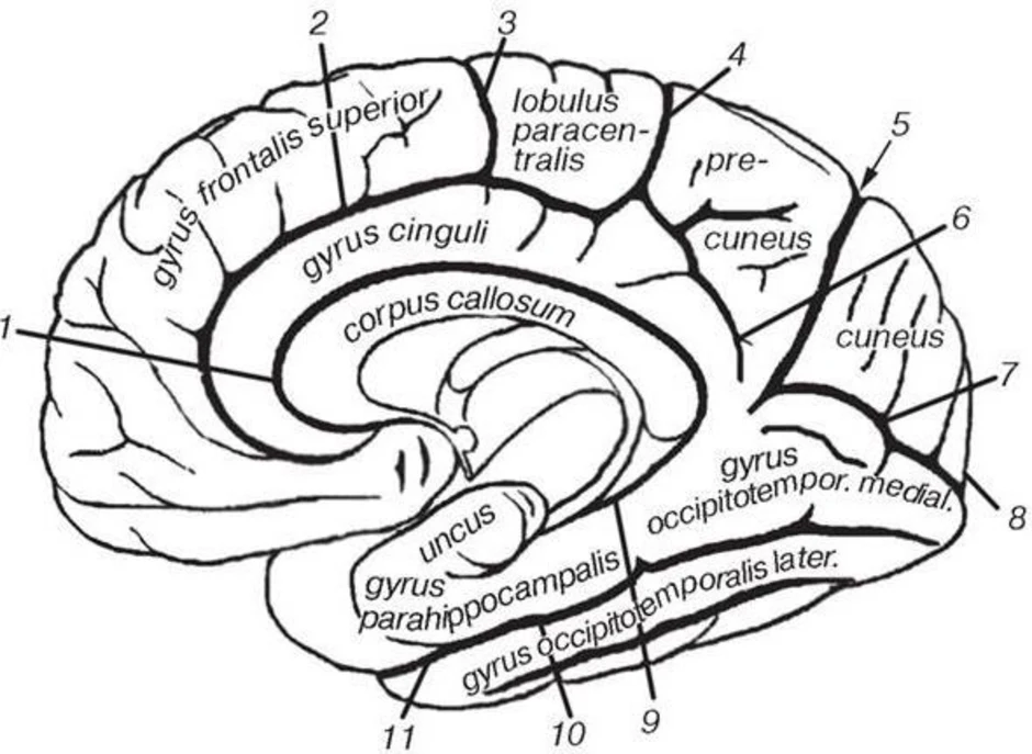 Медиальная поверхность мозга. Борозды медиальной поверхности полушарий. Борозды мозга медиальная поверхность. Медиальная поверхность полушария большого мозга. Извилины головном мозге медиальная поверхность.
