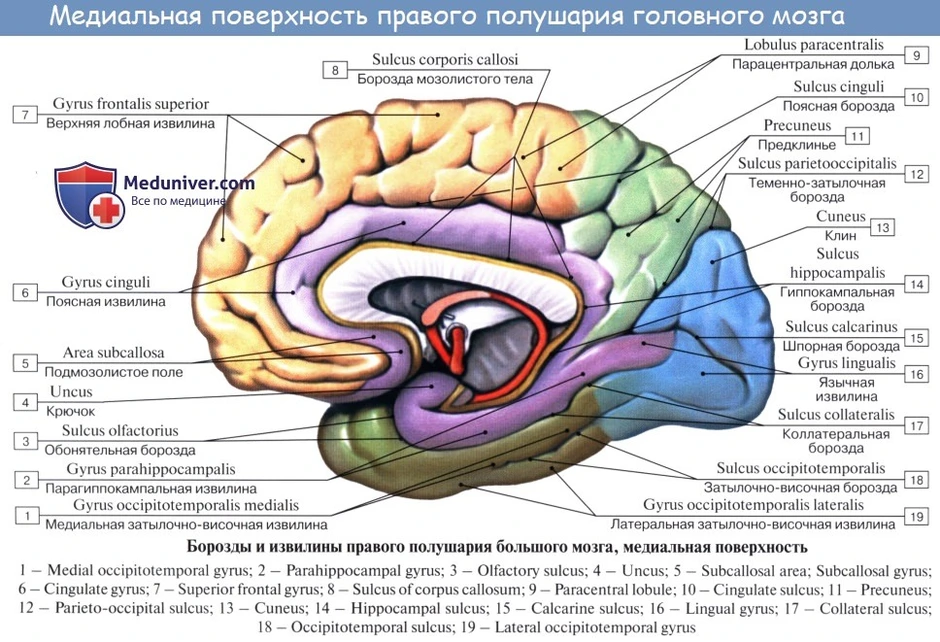 Кора мозга где находится на рисунке