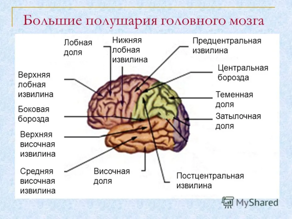 Доли больших полушарий головного мозга рисунок. Борозды мозга. Борозды и извилины коры больших полушарий. Шпорная борозда мозга.