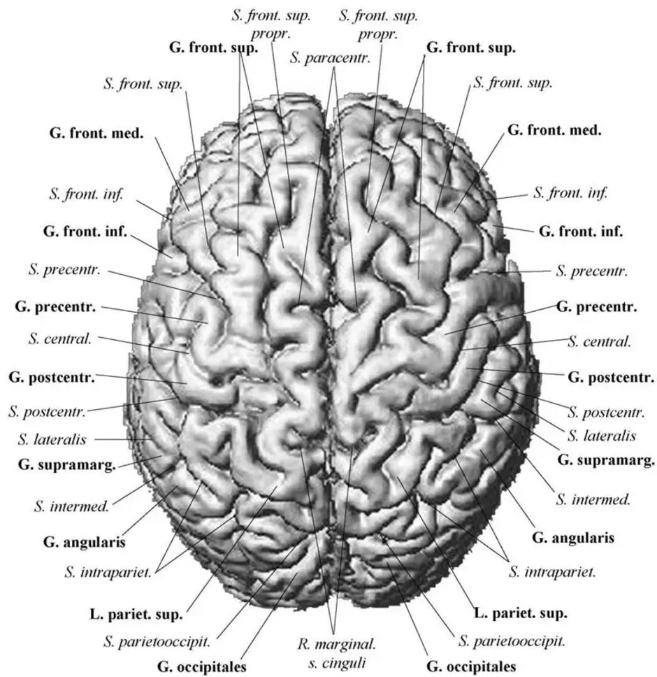 Доли Больших Полушарий Головного Мозга Рисунок (57 Фото)