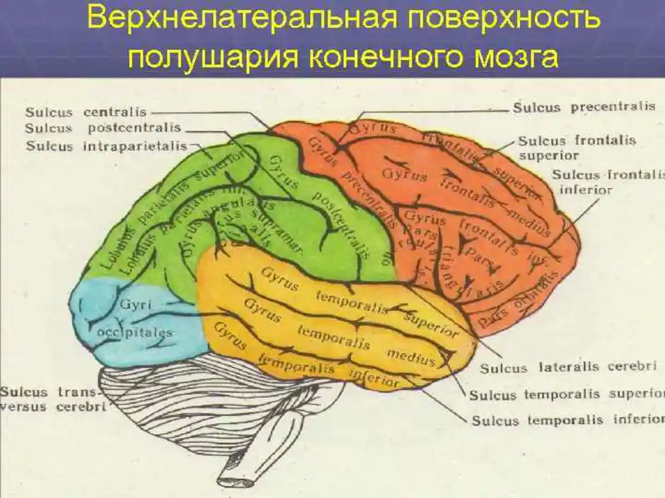 Поверхность головного мозга имеет. Анатомия коры головного мозга доли борозды извилины. Конечный мозг доли борозды извилины. Верхнелатеральная поверхность полушария головного мозга. Головной мозг верхнелатеральная поверхность борозды и извилины.