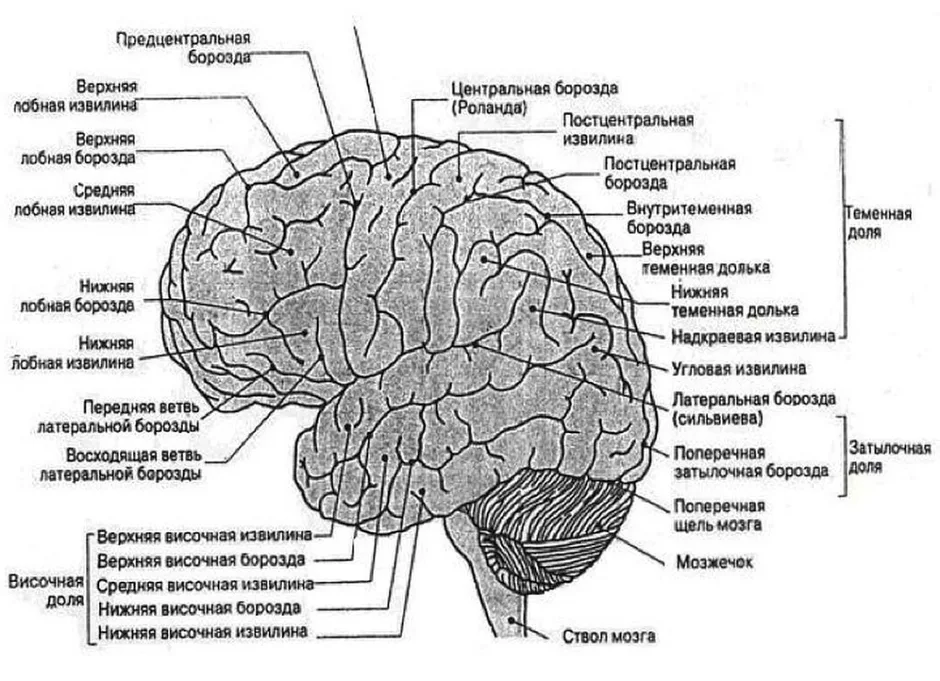 Рассмотрите рисунок с изображением мозга человека какая доля мозга окрашена голубым цветом назовите