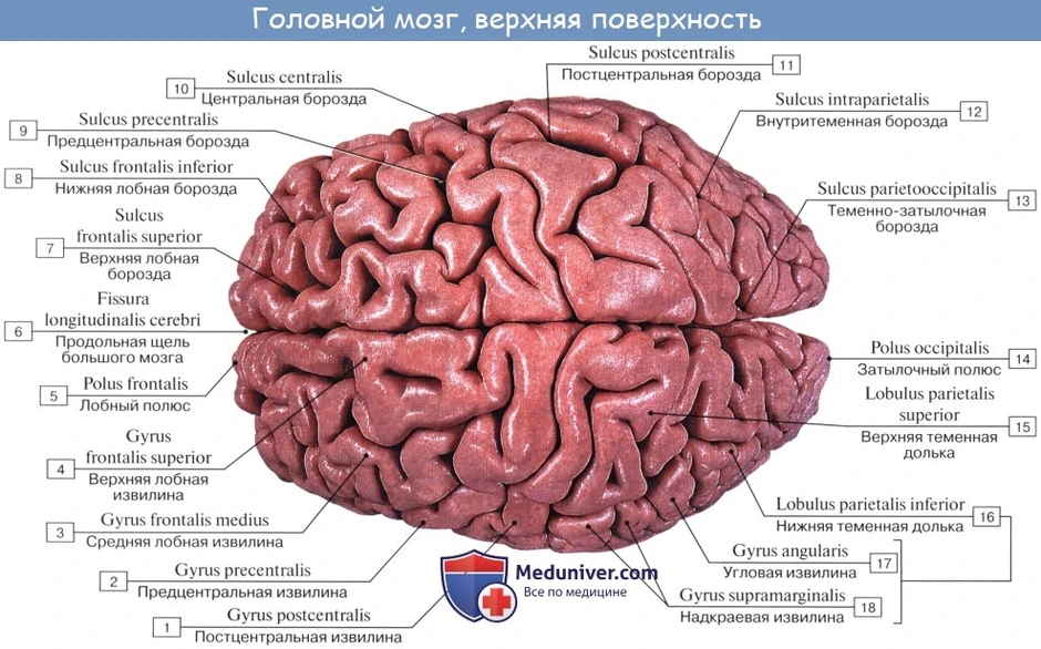 Какой участок мозга поврежден у человека на рисунке