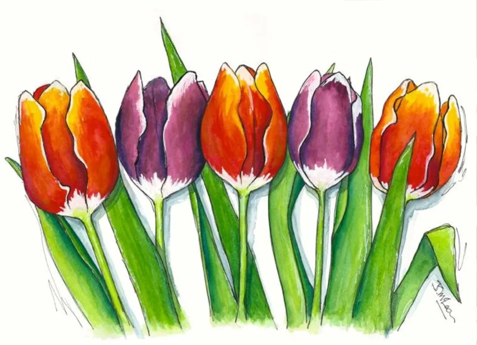 Нарисовать рисунок тюльпаны. Тюльпаны рисунок. Зарисовка тюльпана. Рисование тюльпанов. Тюльпаны рисунки красивые.