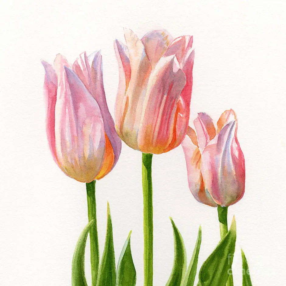 Тюльпан арта. Тюльпаны акварелью скетч. Tulipa Фримен. Рисование тюльпанов. Тюльпаны рисунок.
