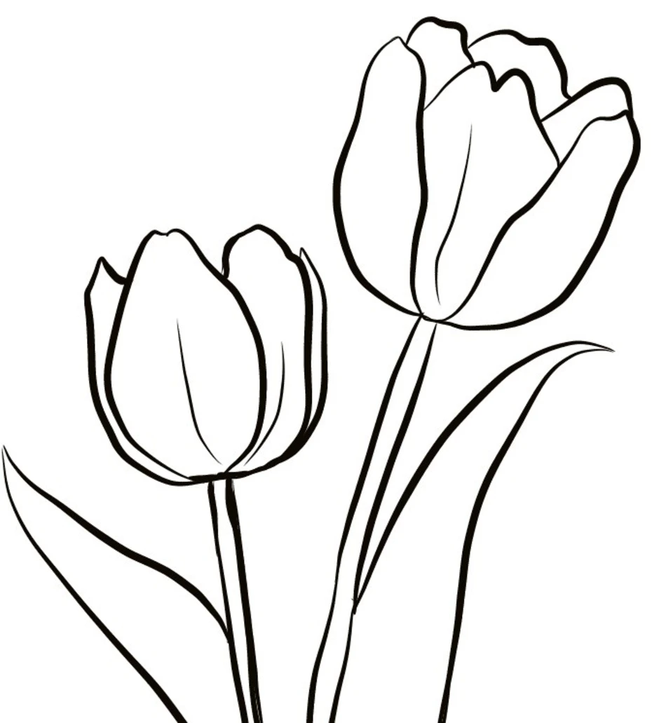 Нарисовать рисунок тюльпаны. Тюльпаны рисунок. Рисование тюльпанов. Тюльпаны карандашом для срисовки. Цветы карандашом для срисовки тюльпаны.