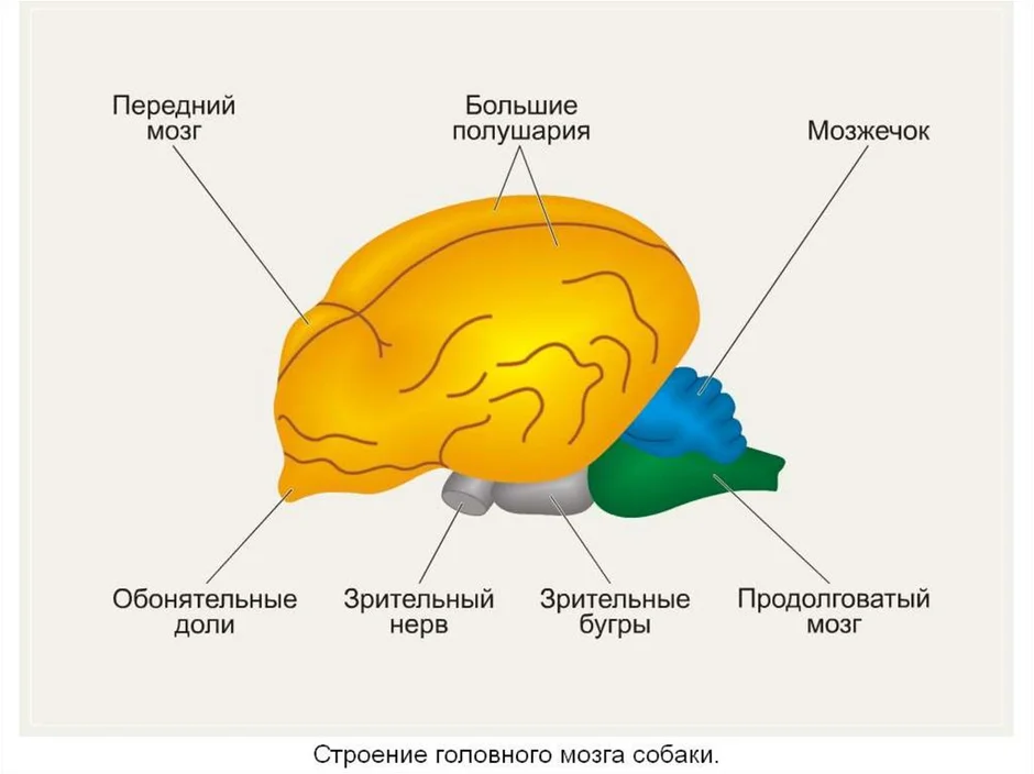 Схема строения головного мозга дельфина