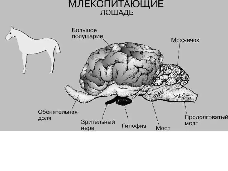 Наиболее развитые отделы головного мозга у млекопитающих. Строение головного мозга млекопитающих. Строение коры головного мозга млекопитающих. Головной мозг сельскохозяйственных животных строение. Головной мозг КРС.