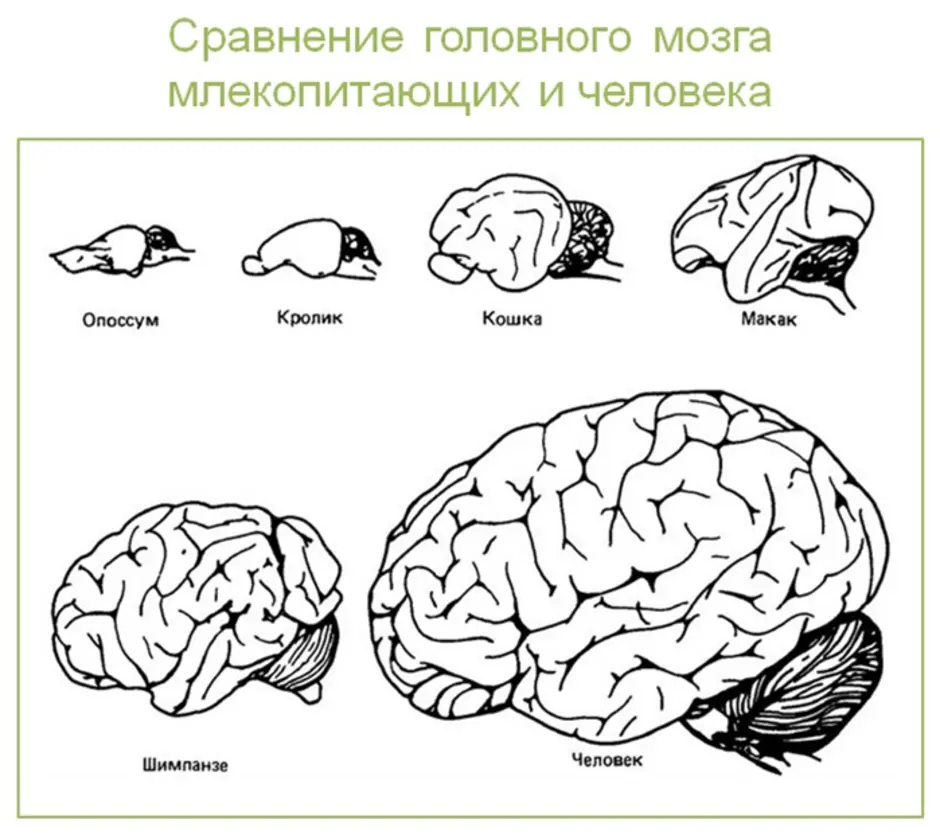 Рассмотрите рисунок на с 118 чем отличается мозг различных позвоночных животных с чем это связано