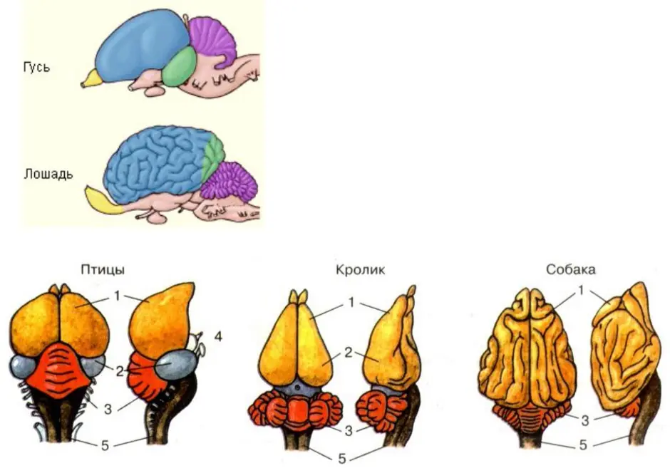 Класс птицы мозг. Строение мозга млекопитающих. Строение мозга птицы и млекопитающие. Строение головного мозга млекопитающих рисунок. Строение отделов головного мозга млекопитающих.