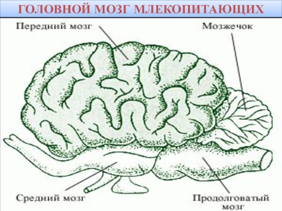 Структура мозга млекопитающих. Строение головного мозга млекопитающих. Схема строения головного мозга млекопитающих. Строение головного мозга млекопитающих рисунок. Головно ймогз млекопитающих.