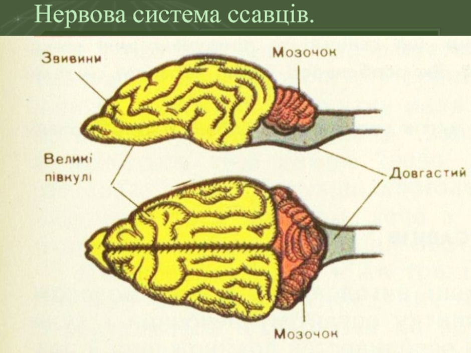 Укажите какой цифрой обозначена часть мозга млекопитающего. Головной мозг собаки анатомия. Строение головного мозга млекопитающих. Строение головного мозга собаки. Головной мозг кролика.