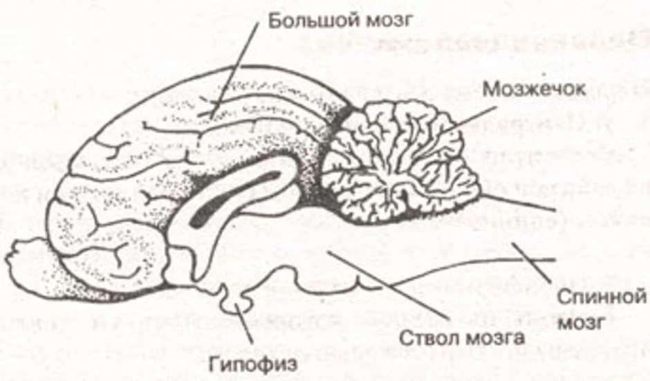 Мозг собаки отделы. Строение головного мозга кошки. Строение головного мозга кошки анатомия. Схема строения головного мозга млекопитающих. Строение головного мозга кота.