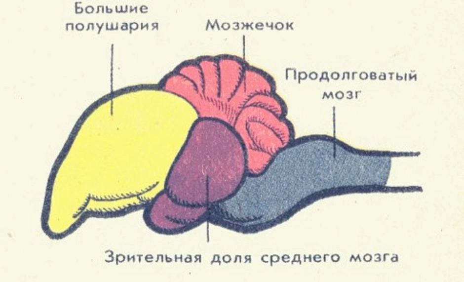 Мозг млекопитающих рисунок с подписями