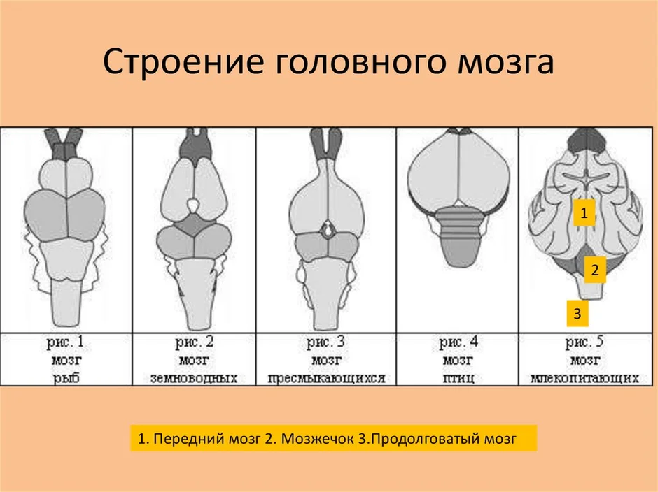 Схема мозга млекопитающих