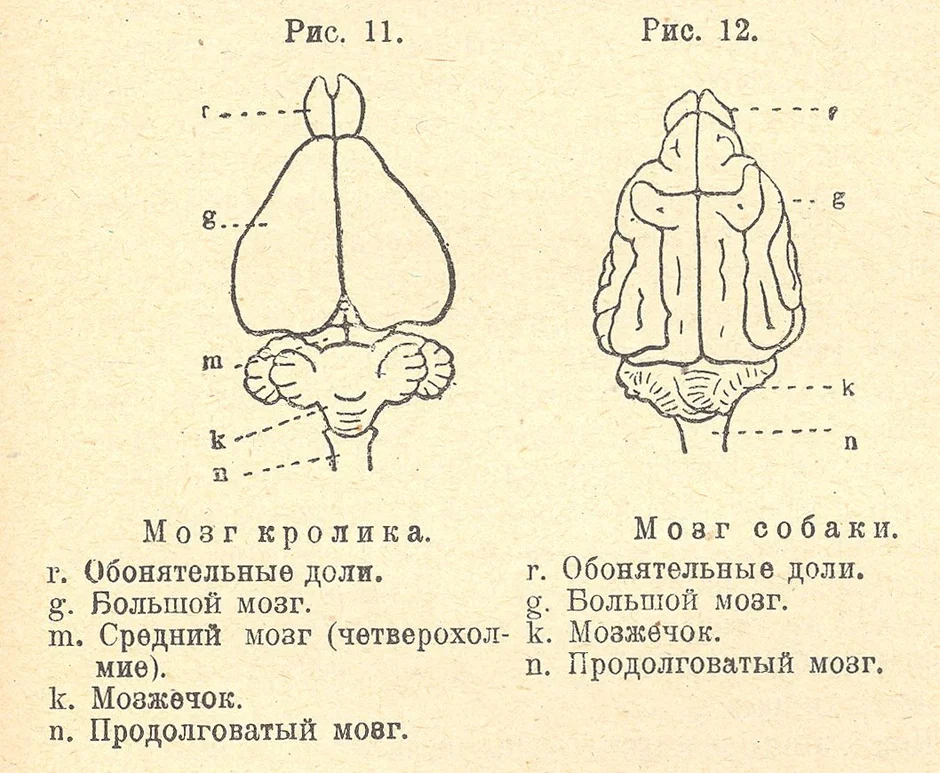 На каком рисунке изображен головной мозг птиц