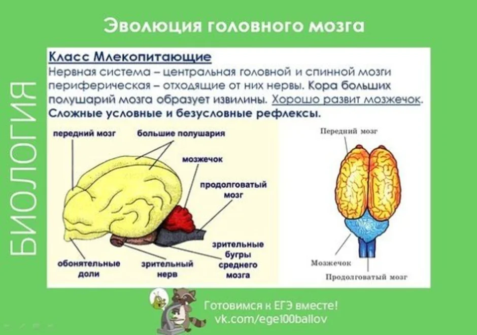 Нервная система и органы чувств млекопитающих. Строение мозга млекопитающих. Строение мозга млекопитающих 7 класс. Отделы головного мозга млекопитающих. Хордовые строение головного мозга.