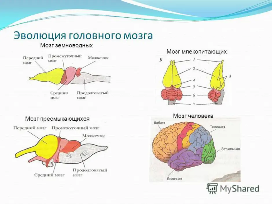 Как называется отдел головного мозга млекопитающих. Строение отделов головного мозга млекопитающих. Схема строения головного мозга млекопитающих. Строение головного мозга хордовых. Отделы головного мозга млекопитающих рисунок.