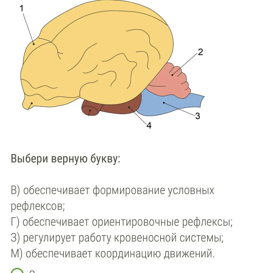 Мозг млекопитающих рисунок с подписями