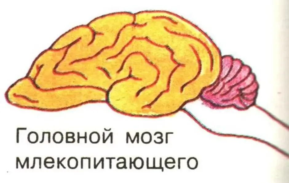 Особенности строения мозга млекопитающих. Нервная система млекопитающих мозг. Отделы головного мозга млекопитающих рисунок. Строение нервной системы, строение головного мозга. Млекопитающих.. Строение мозга млекопитающих 7 класс.