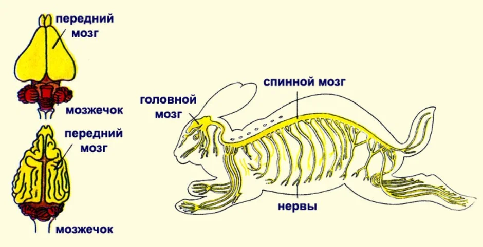 Схема нервной системы млекопитающих