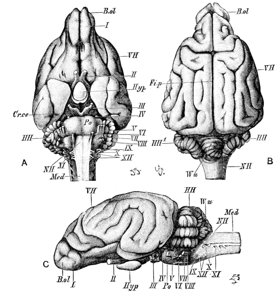 Функция головного мозга животных. Головной мозг собаки анатомия. Головной мозг кролика вид сверху снизу и сбоку. Строение головного мозга млекопитающих. Строение головного мозга собаки.