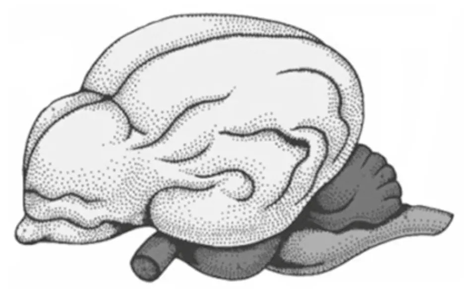 Тело этого животного изображенного на рисунке. Головной мозг млекопитающих. Головной мозг млеков. Мозг млекопитающих животных. Мозг млекопитающего животного.