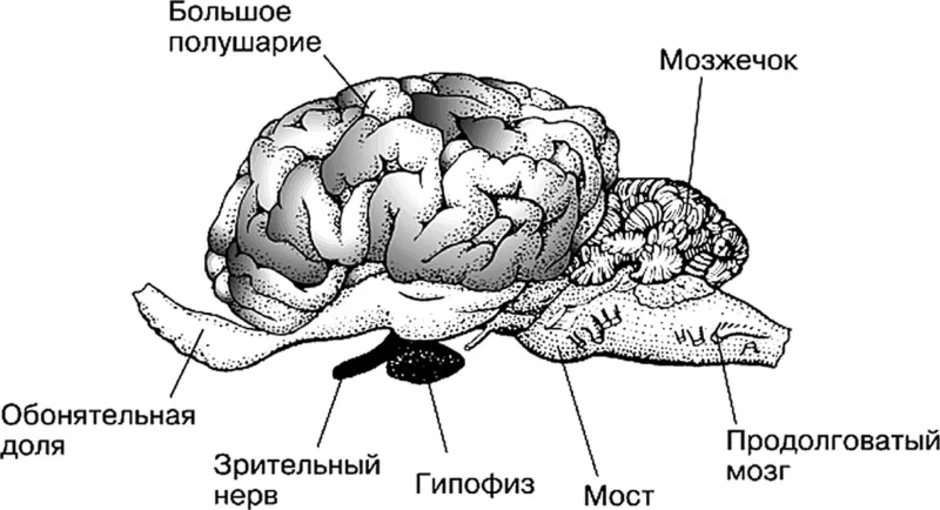 Передний мозг млекопитающих покрыт. Строение головного мозга млекопитающих. Строение головного мозга КРС. Схема головного мозга млекопитающих. Строение коры головного мозга млекопитающих.
